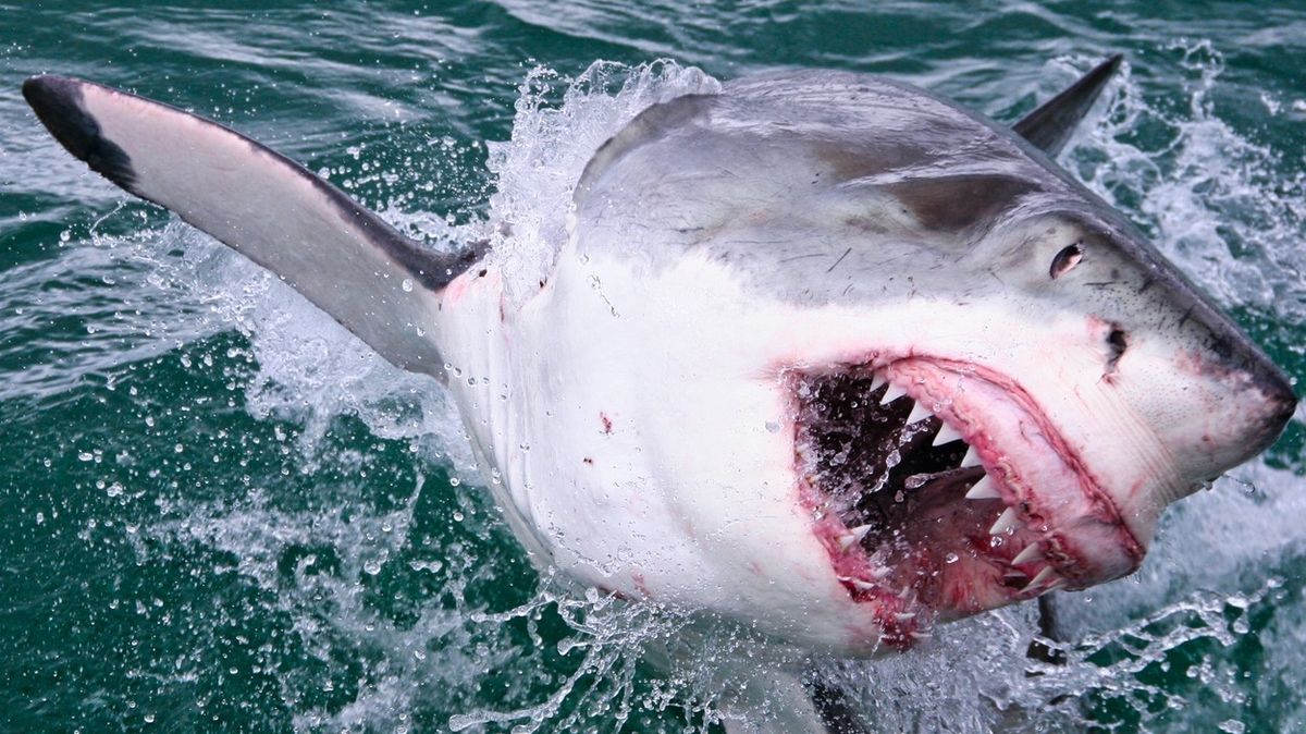 Podařilo se zachytit rekordní výskok žraloka bílého